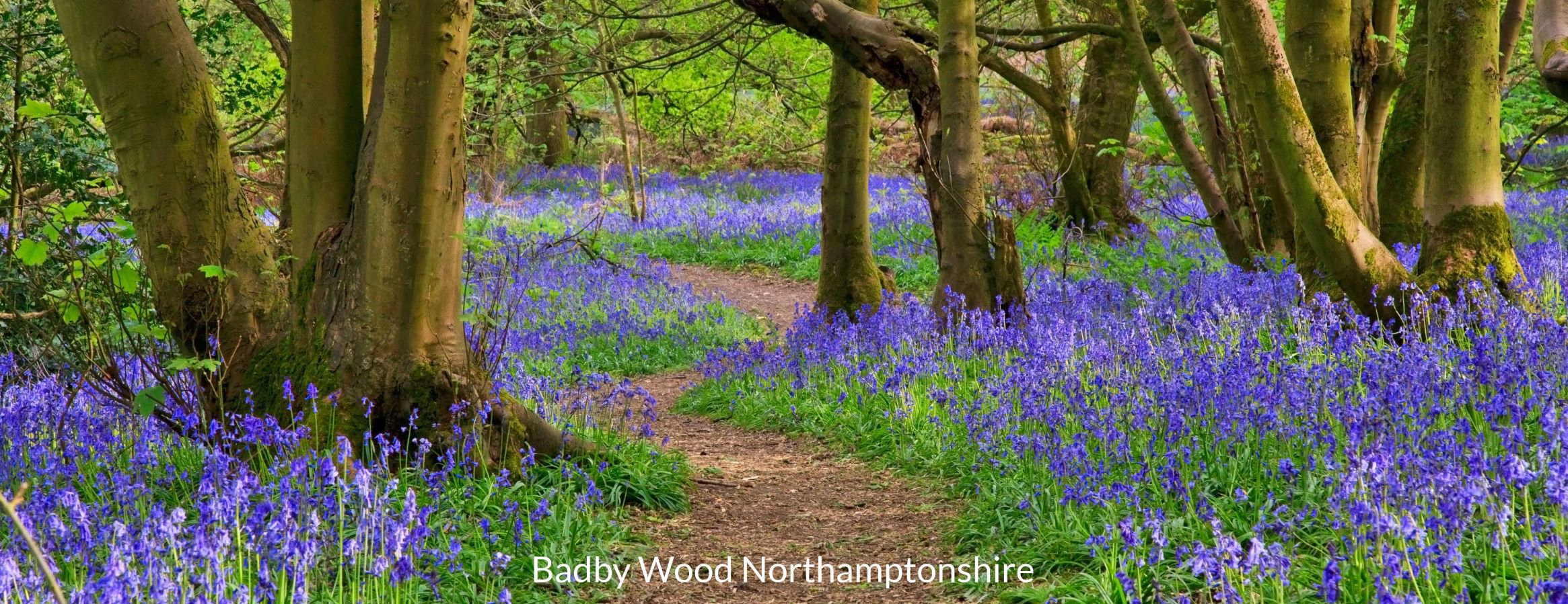 Badby_Wood_1.jpg